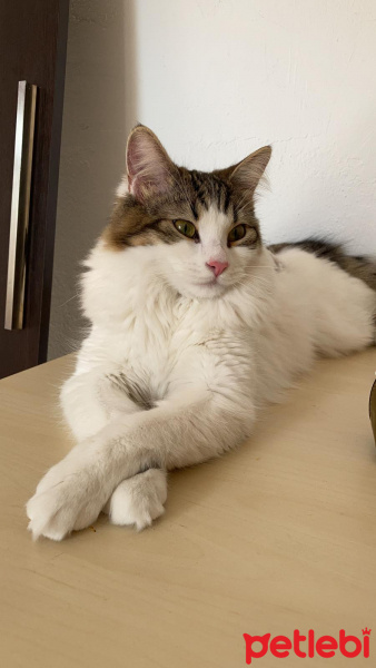 Norwegian Forest, Kedi  Sebastian fotoğrafı