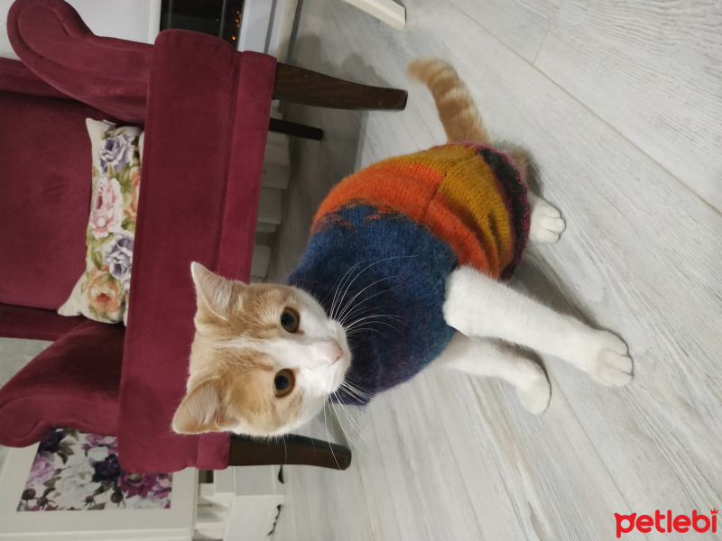Tekir Kedi, Kedi  Müezza fotoğrafı