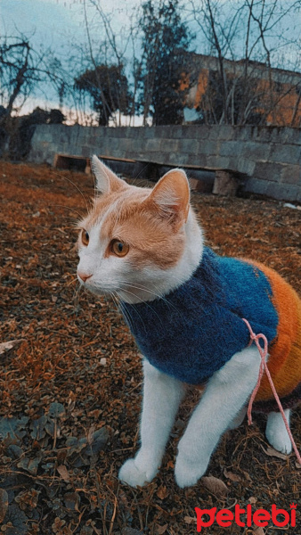 Tekir Kedi, Kedi  Müezza fotoğrafı