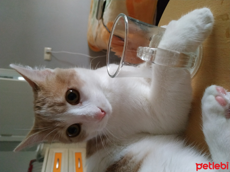 Tekir Kedi, Kedi  Müezza fotoğrafı