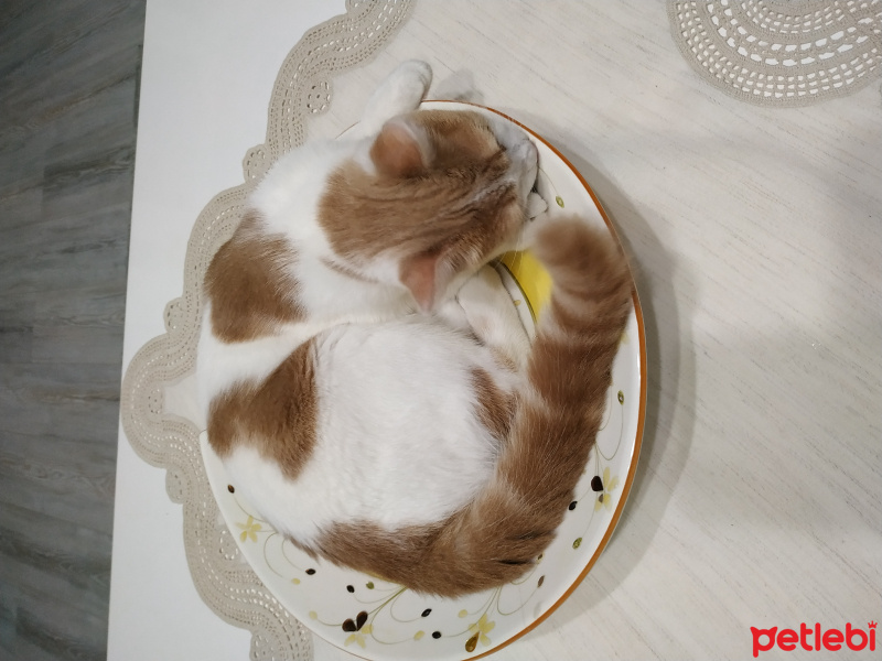 Tekir Kedi, Kedi  Müezza fotoğrafı