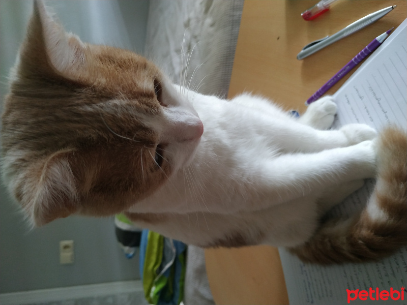 Tekir Kedi, Kedi  Müezza fotoğrafı