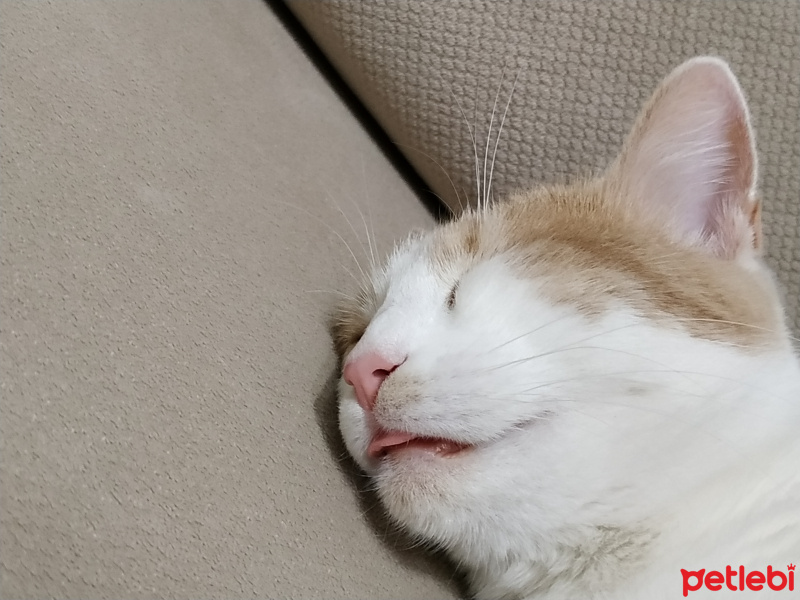 Tekir Kedi, Kedi  Müezza fotoğrafı