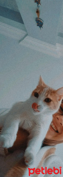 Tekir Kedi, Kedi  Müezza fotoğrafı