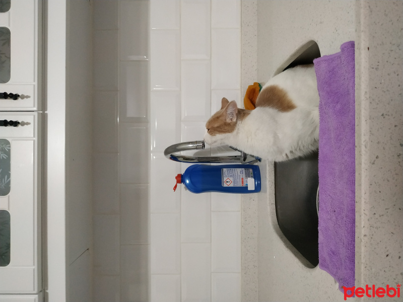 Tekir Kedi, Kedi  Müezza fotoğrafı