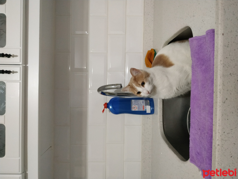 Tekir Kedi, Kedi  Müezza fotoğrafı