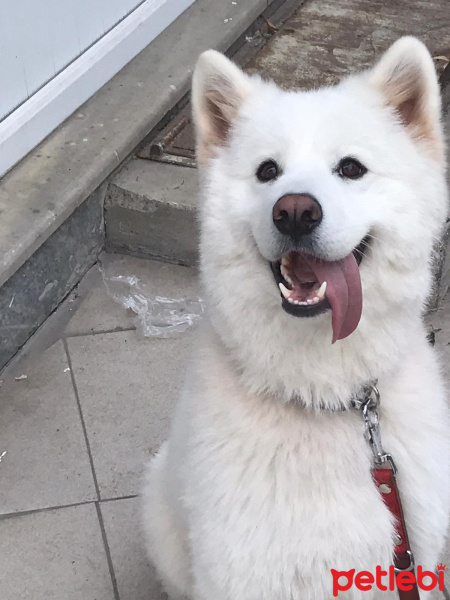 Samoyed, Köpek  Rec fotoğrafı