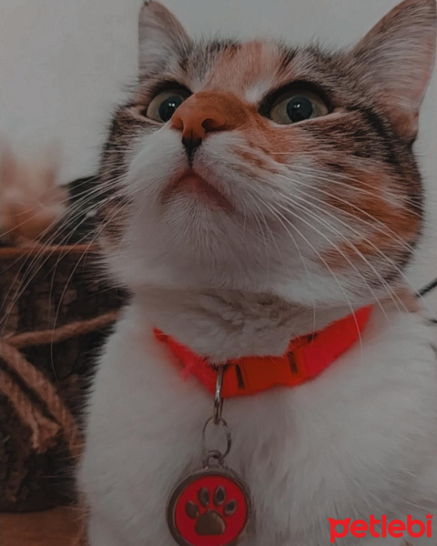 Tekir Kedi, Kedi  Pika fotoğrafı