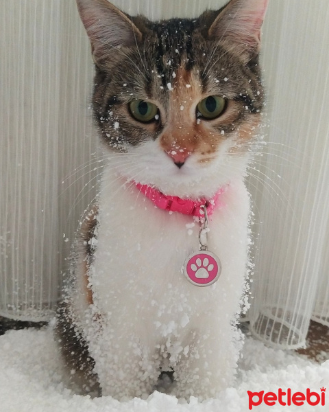 Tekir Kedi, Kedi  Pika fotoğrafı