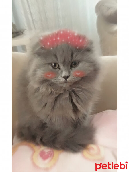 Scottish Fold, Kedi  SUCRE fotoğrafı