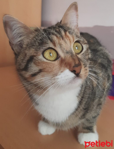 Tekir Kedi, Kedi  LİMON fotoğrafı
