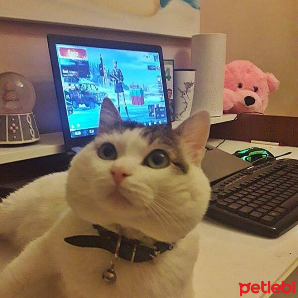 Tekir Kedi, Kedi  Köpük fotoğrafı