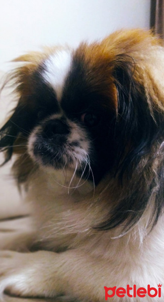 Pekingese, Köpek  Bambam fotoğrafı
