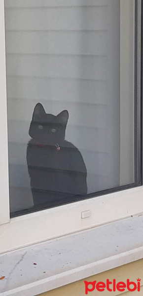 Tekir Kedi, Kedi  Lucifer fotoğrafı