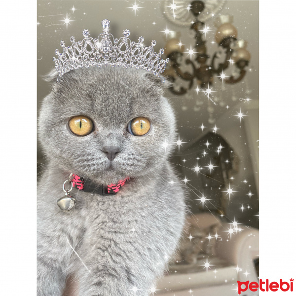 Scottish Fold, Kedi  Mia fotoğrafı