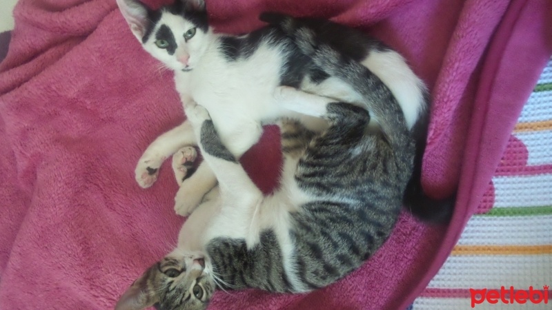 Tekir Kedi, Kedi  edi budu cabbar panda fotoğrafı