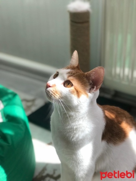 Tekir Kedi, Kedi  Behlül fotoğrafı