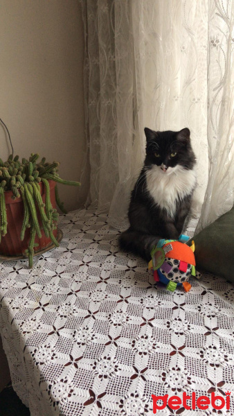Tuxedo (Smokin) Kedi, Kedi  Gece fotoğrafı