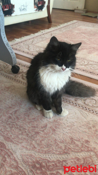 Tuxedo (Smokin) Kedi, Kedi  Gece fotoğrafı
