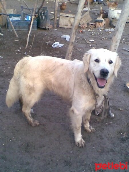 Golden Retriever, Köpek  Tony fotoğrafı