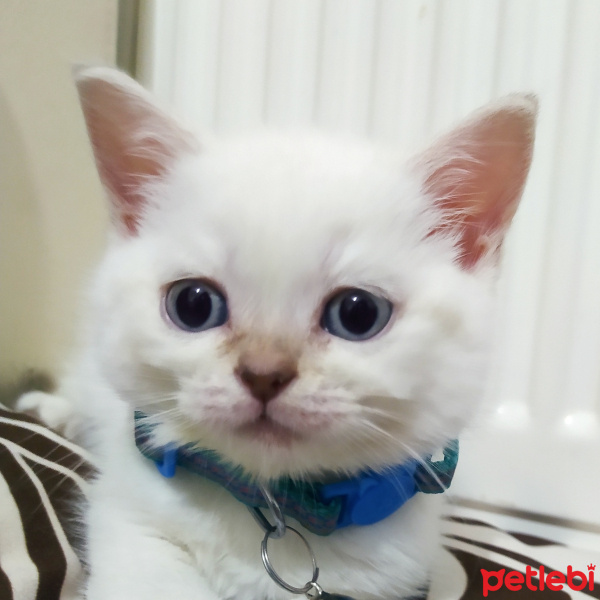 British Shorthair, Kedi  Herkül fotoğrafı