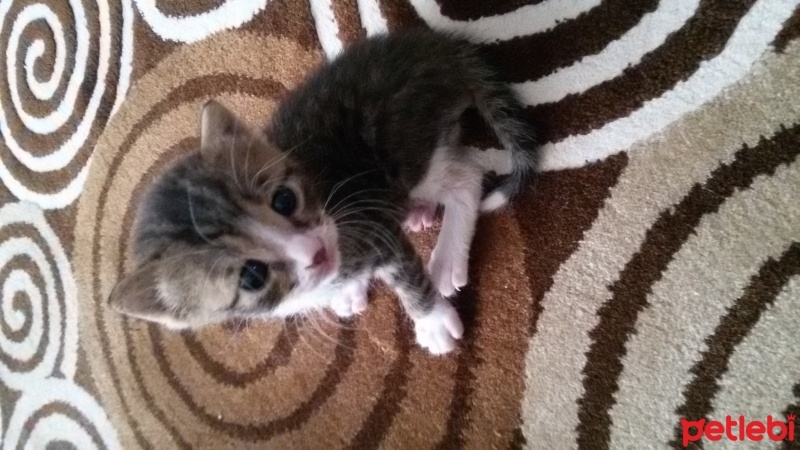 Tekir Kedi, Kedi  hera fotoğrafı