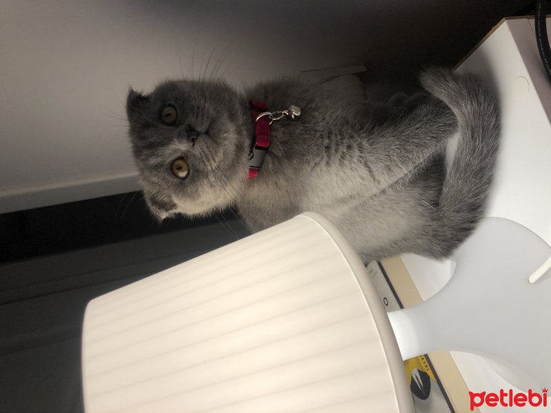 Scottish Fold, Kedi  Murphy fotoğrafı