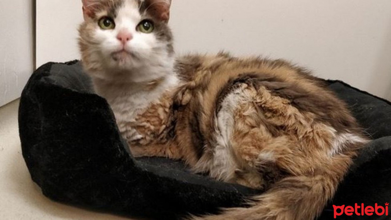 Tekir Kedi, Kedi  pati fotoğrafı
