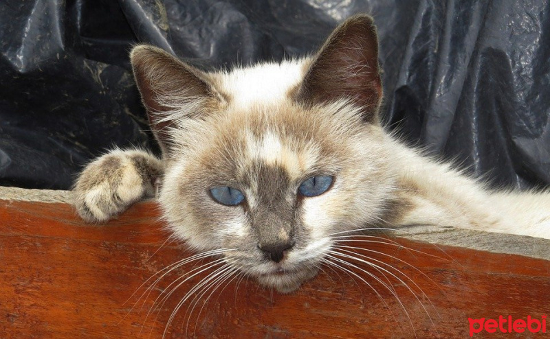 Siyam Kedisi, Kedi  pıtırcık fotoğrafı
