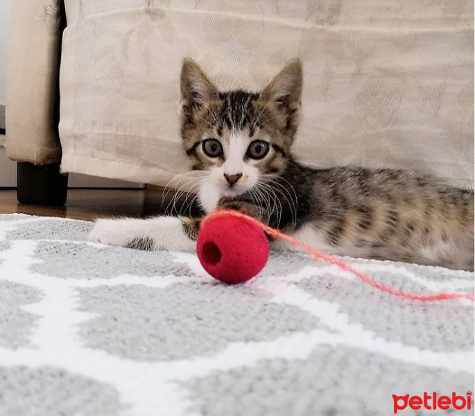 Tekir Kedi, Kedi  Mia fotoğrafı