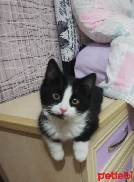 Tuxedo (Smokin) Kedi, Kedi  Simay fotoğrafı