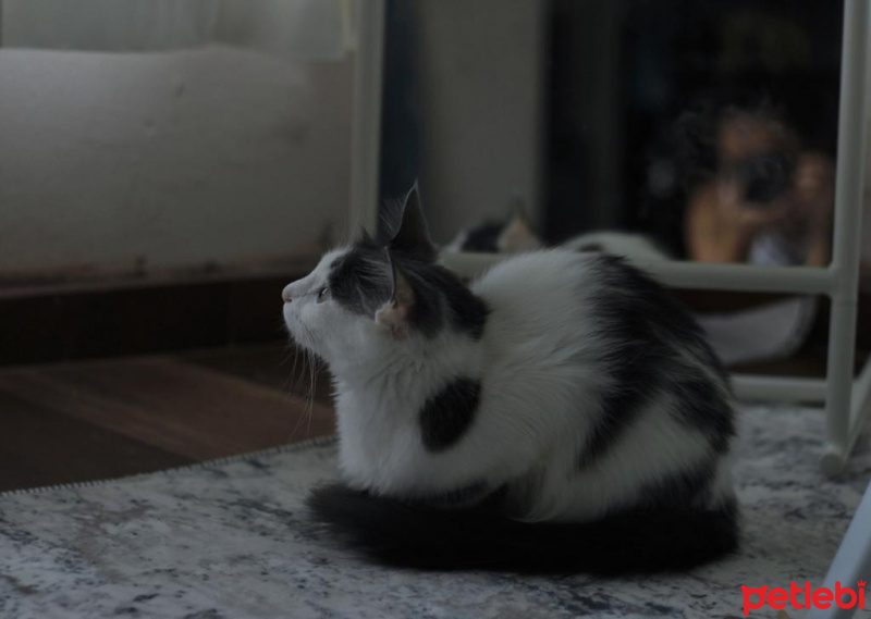Norwegian Forest, Kedi  Freya fotoğrafı