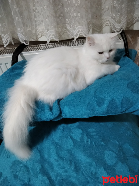 Chinchilla, Kedi  Pamuk fotoğrafı