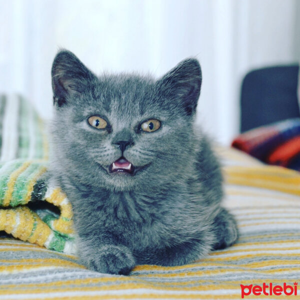 British Shorthair, Kedi  Venüs fotoğrafı