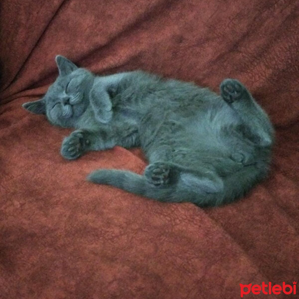 British Shorthair, Kedi  Venüs fotoğrafı