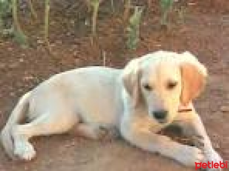 Labrador Retriever, Köpek  alex fotoğrafı