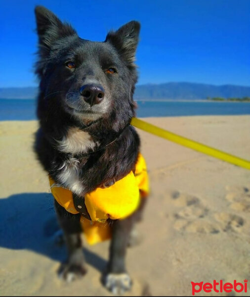 Cardigan Welsh Corgi, Köpek  Zeytin fotoğrafı