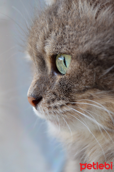 Sibirya Kedisi, Kedi  Nazlı fotoğrafı