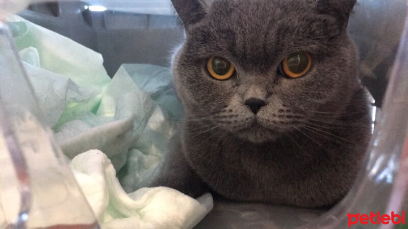 British Shorthair, Kedi  Lexa fotoğrafı