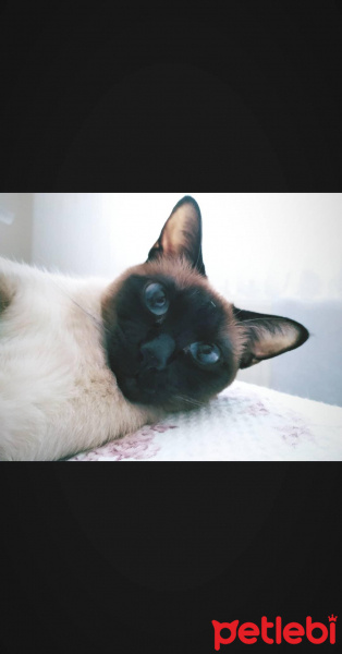 Siyam Kedisi, Kedi  Kılçık fotoğrafı