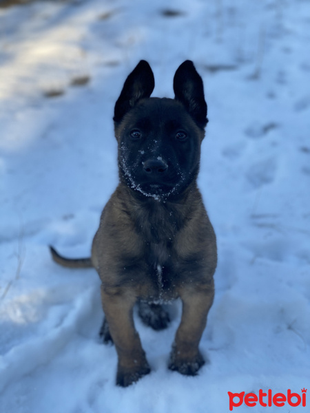 Belçika Malinois, Köpek  Ares fotoğrafı