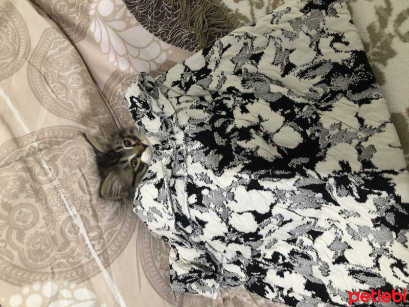 Soke, Kedi  Tırtıl fotoğrafı