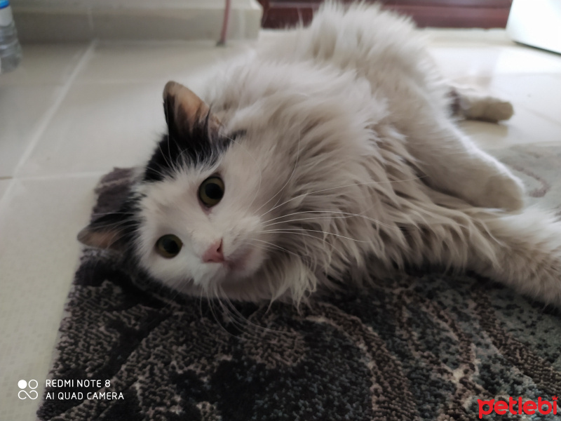 Sibirya Kedisi, Kedi  Prenses fotoğrafı