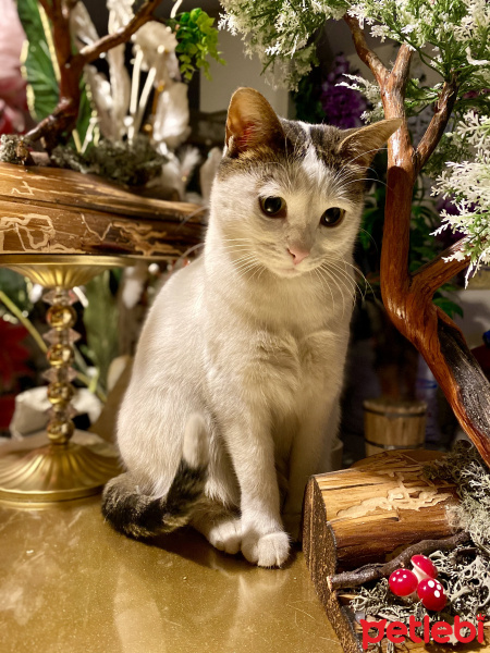 Tekir Kedi, Kedi  Safari fotoğrafı