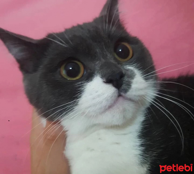 British Shorthair, Kedi  Pablo fotoğrafı