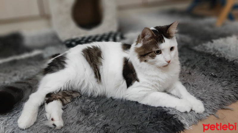 Tekir Kedi, Kedi  şanslı fotoğrafı