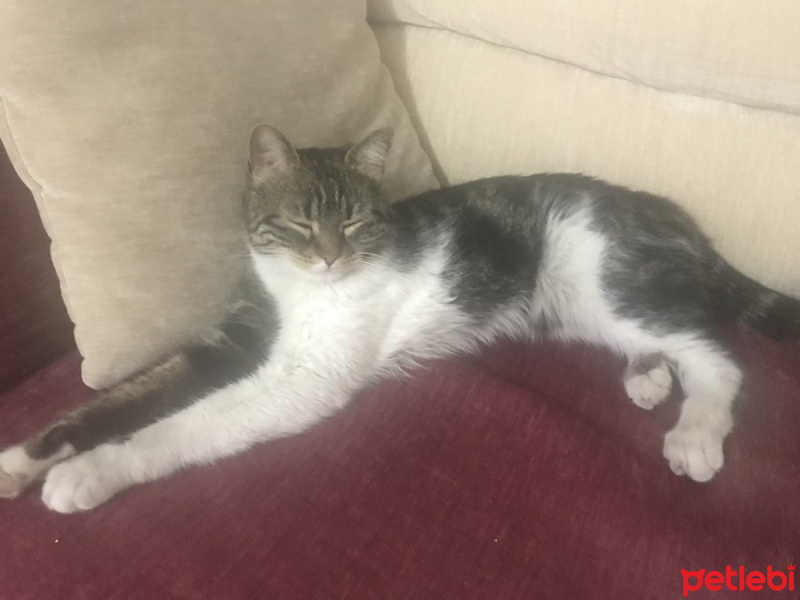 Tekir Kedi, Kedi  mia fotoğrafı