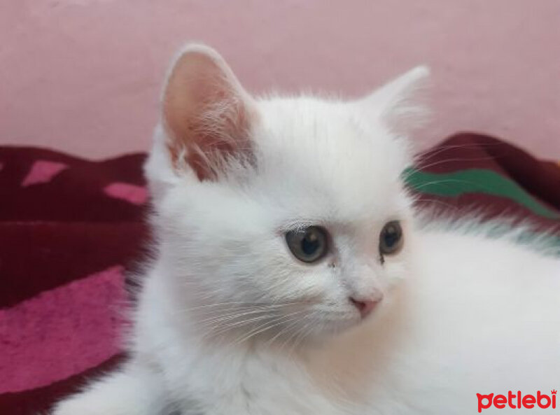 British Shorthair, Kedi  casper fotoğrafı