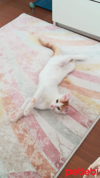 Tekir Kedi, Kedi  Latte fotoğrafı