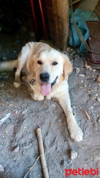 Golden Retriever, Köpek  fındık fotoğrafı